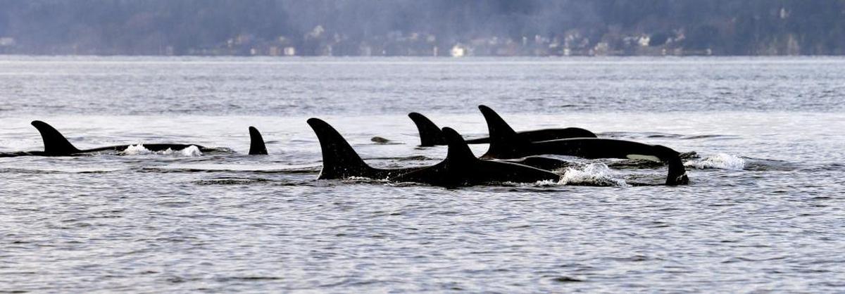 Endangered orcas in Puget Sound and west of Seattle in 2014.
