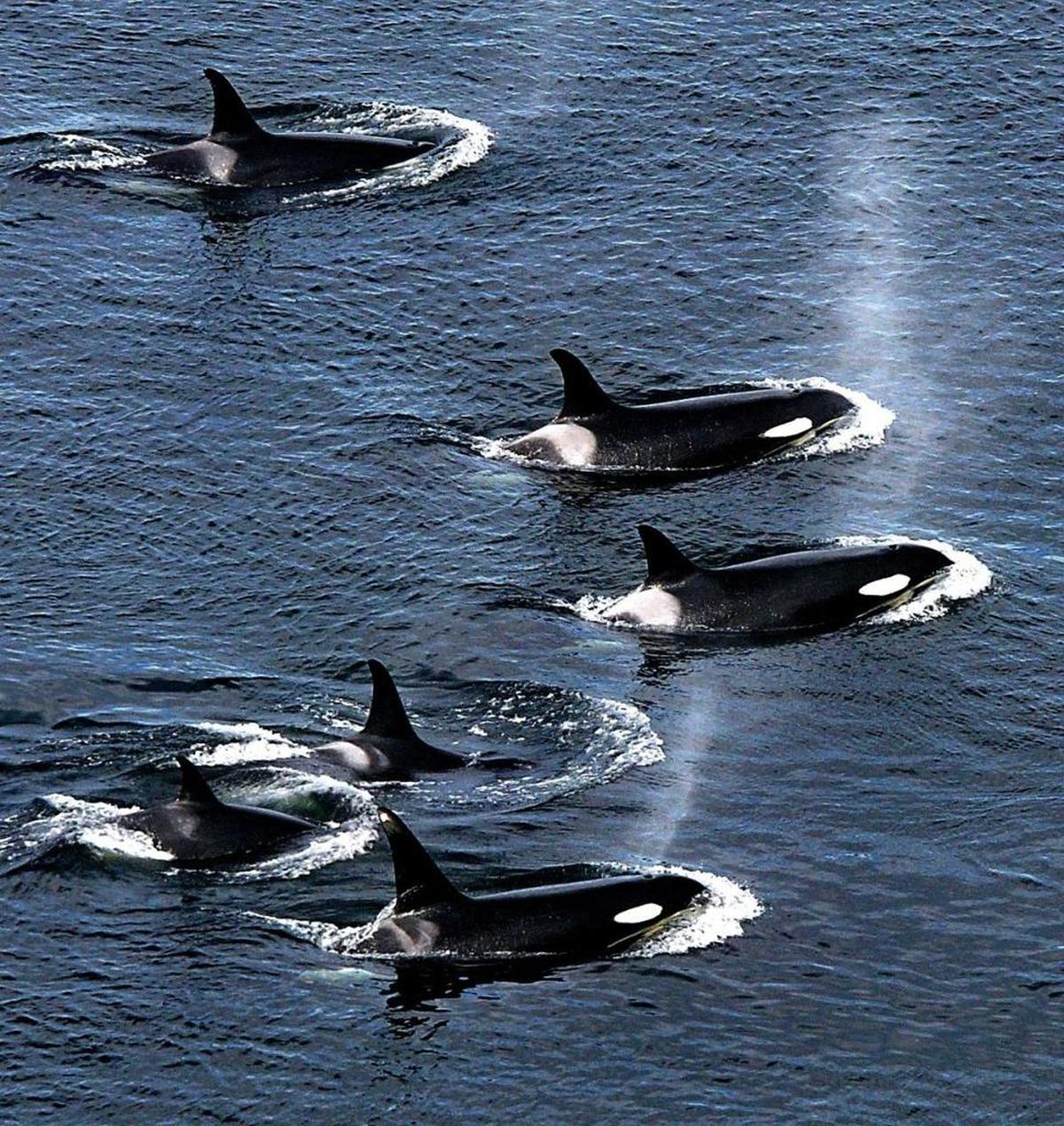 An armada of orca whales surface to breath near Lim Kiln State Park on San Juan Island. Federal scientists struggle to protect endangered species in a little-understood ecosystem that stretches along the Pacific coast from California to Alaska.