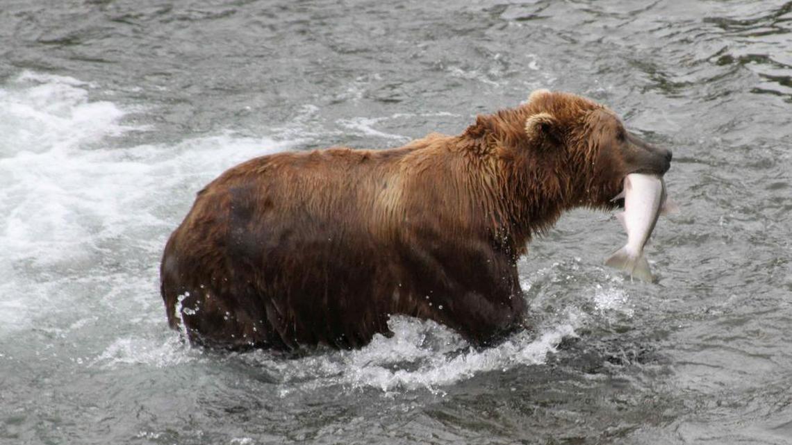 A brown bear walks to a sandbar in Katmai National Park and Preserve, Alaska, to eat a salmon. A similar bear is blamed for an attack this week on a surveyor in Alaska.