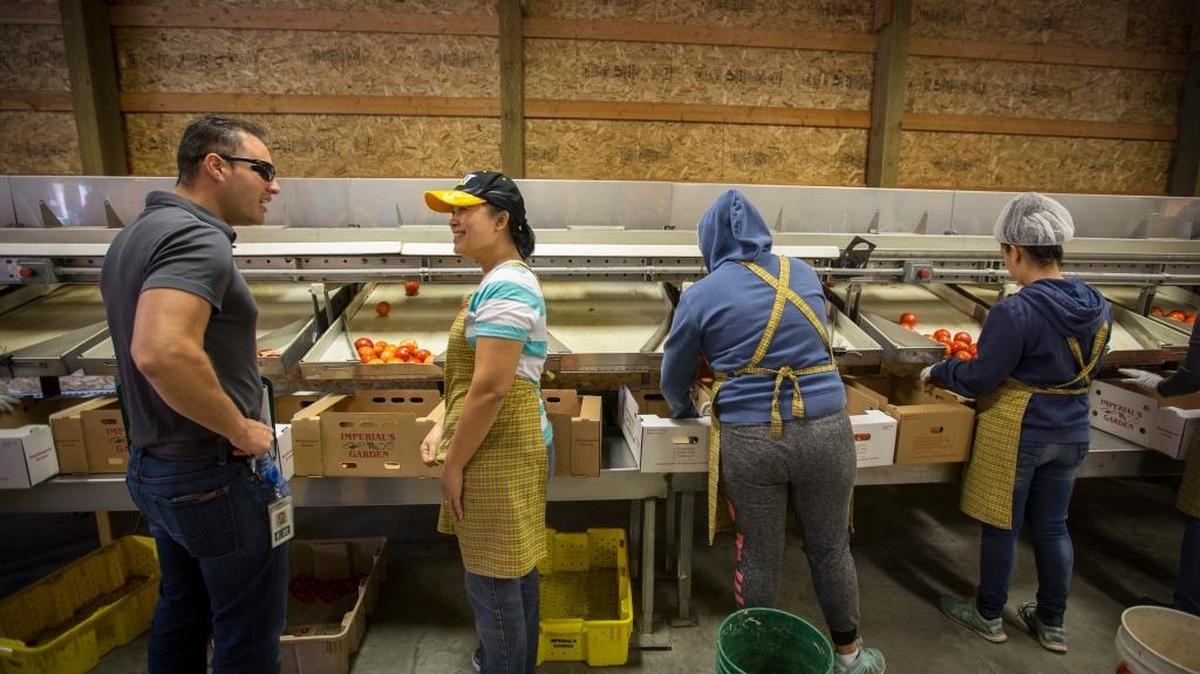 Department of Labor and Industries industrial hygiene consultant Hugo Valdovines interviews an employee at Imperial’s Garden during a consultation in August 2015 in Wapato.