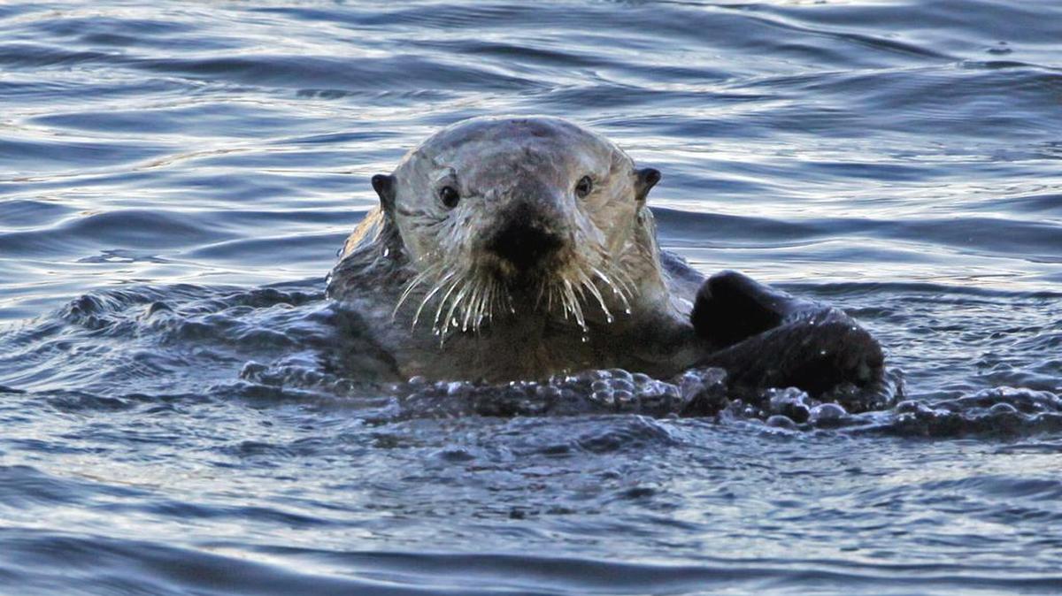 It’s been more than a century since sea otters were hunted to near extinction along the U.S. West Coast. The cute animals were successfully reintroduced along the Washington, British Columbia and California coasts, but an attempt to bring them back to Oregon in the early 1970s failed. Now a new nonprofit has formed to try again.