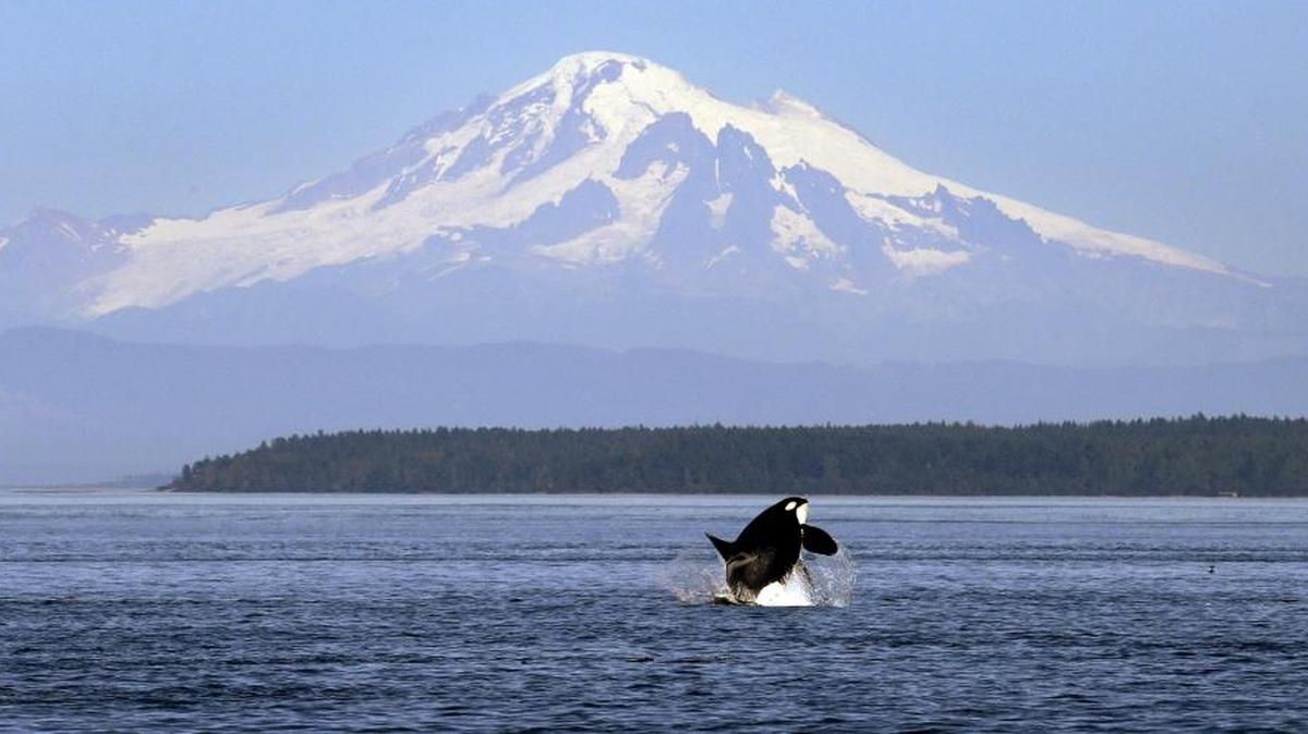 In this photo taken July 31, 2015, An orca whale breaches in view of Mount Baker in July 2015 in the Salish Sea in the San Juan Islands.