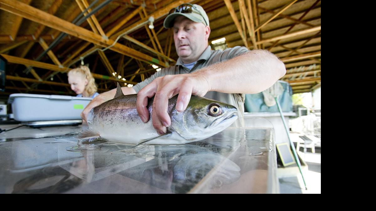 
Travis Brown, assistant manager at the Eagle Fish Hatchery, checks a sockeye salmon for a Passive Integrated Transponders tag at the hatchery on Wednesday. Idaho Fish and Game processed five sockeye that it trucked from Lower Granite Dam 20 miles downstream of Lewiston. 

