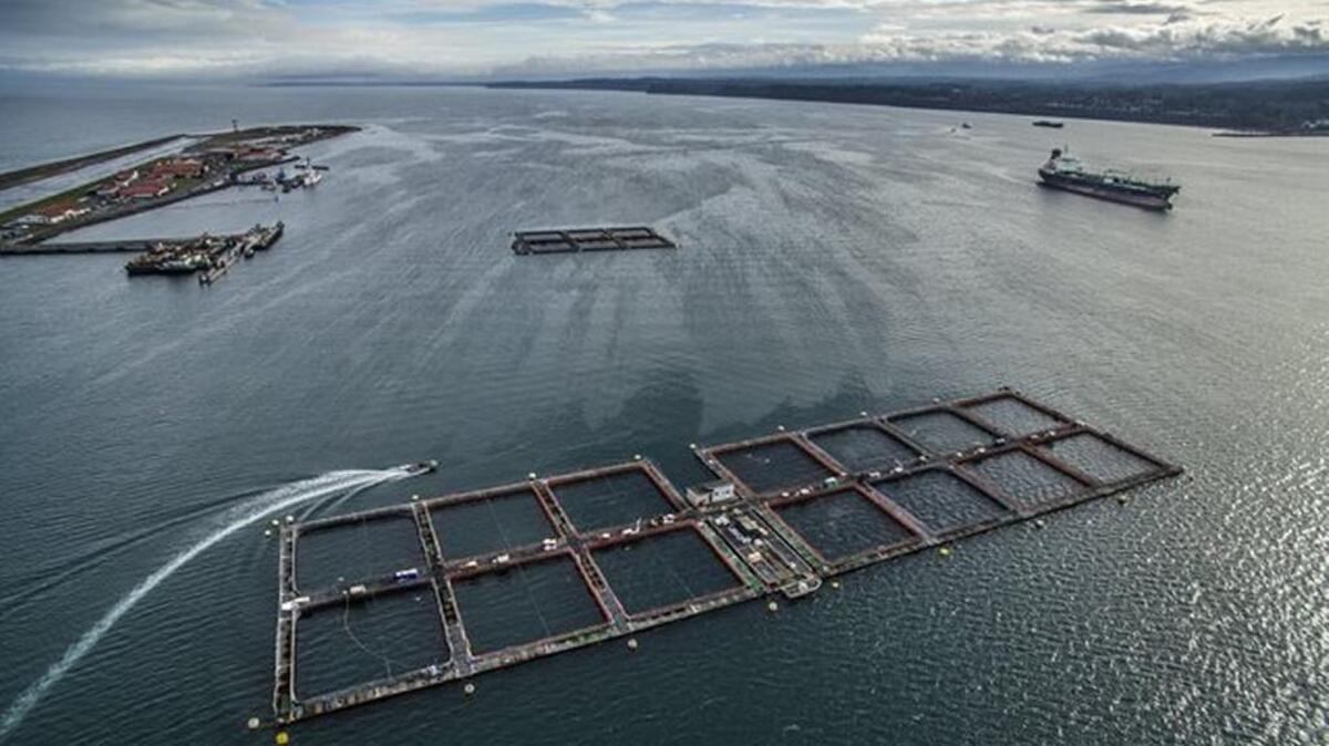 Following the August collapse of net pens at Cypress Island, the state began requiring that farmed Atlantic salmon be tested for PRV before they are transferred from pens like this one at Cooke Aquaculture’s operation at Port Angeles.