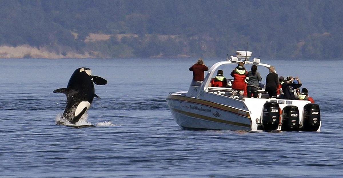 An orca whale leaps out of the water near a whale watching boat in 2015.