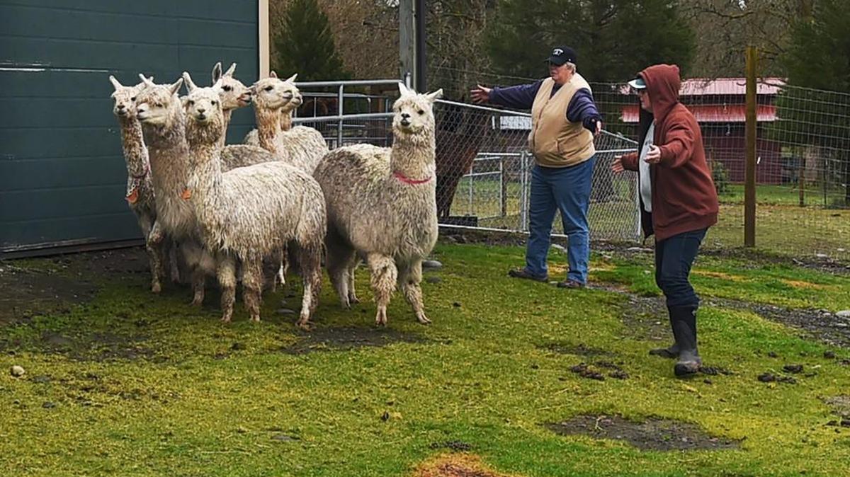 Cross Creek Alpaca Rescue members Shari Bond, right, and Jackie Glover attempt to herd a group of rescued alpacas into a holding area to administer deworming medicine. They are from a group of around 35 alpacas that were seized in Thurston County last Friday. Their owner had been in trouble for animal cruelty in Pierce County.