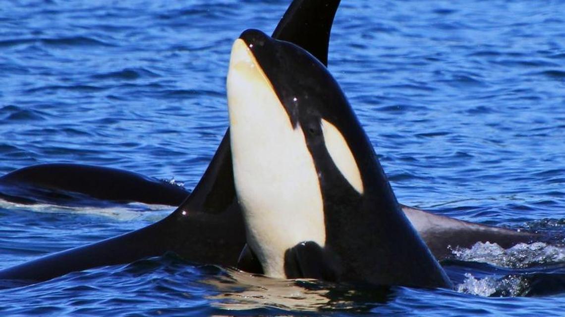 Orca calf J50 and family swimming in Puget Sound in this July 2015 photo by naturalist Janine Harles of Puget Sound Express Whale Watching in Seattle.