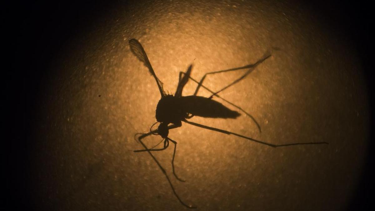 An Aedes aegypti mosquito is photographed through a microscope at the Fiocruz institute in Recife, Pernambuco state, Brazil, Wednesday, Jan. 27, 2016. The mosquito is a vector for the proliferation of the Zika virus currently spreading throughout Latin America. New figures from Brazil's Health Ministry show that the Zika virus outbreak has not caused as many confirmed cases of a rare brain defect as first feared.