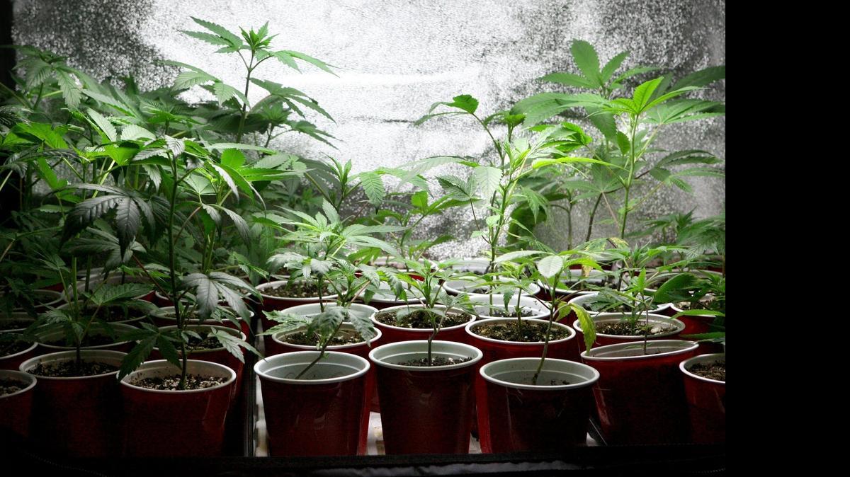 
Cannabis plants are kept in storage areas at a medicinal marijuana dispensary in Olympia. In Pierce County, officials are warning dispensaries to obtain licenses or cease sales.
