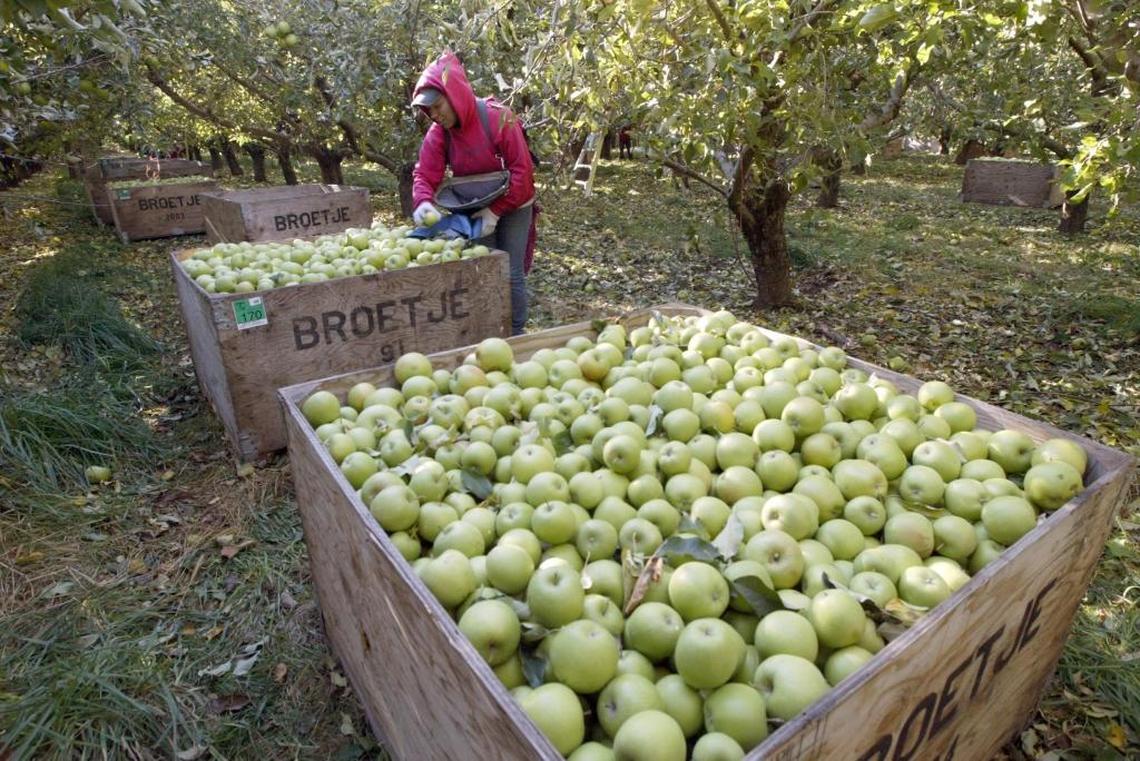 Washington is the nation’s leading producer of fresh apples and Broetje Orchards is one of its biggest growers.