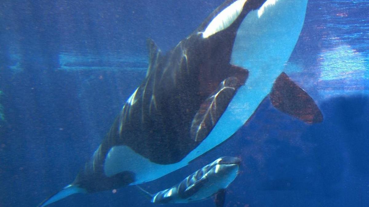 Takara, shown swimming with her new calf at SeaWorld in San Diego in May 2002, were conceived through artificial insemination. SeaWorld Entertainment Inc. says it will no longer breed killer whales.