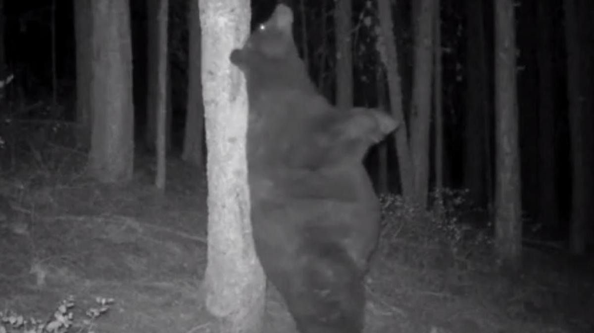 In this screen grab from a Facebook video, a black bear scratches itself against a tree in central Wahsington state.