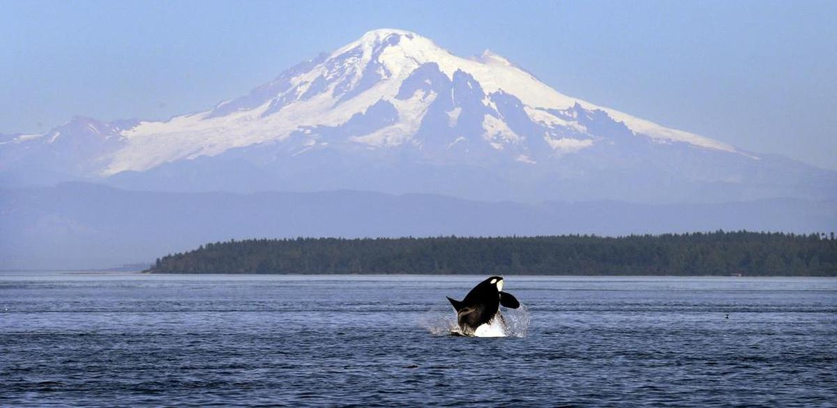In this 2015 file photo, an orca breaches in view of Mount Baker, some 60 miles distant.