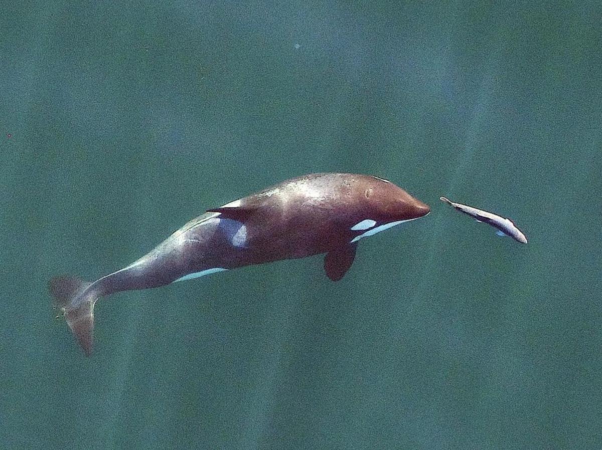 A young Southern Resident orca whale chases a chinook salmon in the Salish Sea near San Juan Island in this 2017 photo made with a drone under a National Marine Fisheries Service permit that gives researchers permission to approach the animals. It was made in collaboration with NOAA Fisheries/Southwest Fisheries Science Center, SR3 Sealife Response, Rehabilitation, and Research and the Vancouver Aquarium’s Coastal Ocean Research Institute.&nbsp;