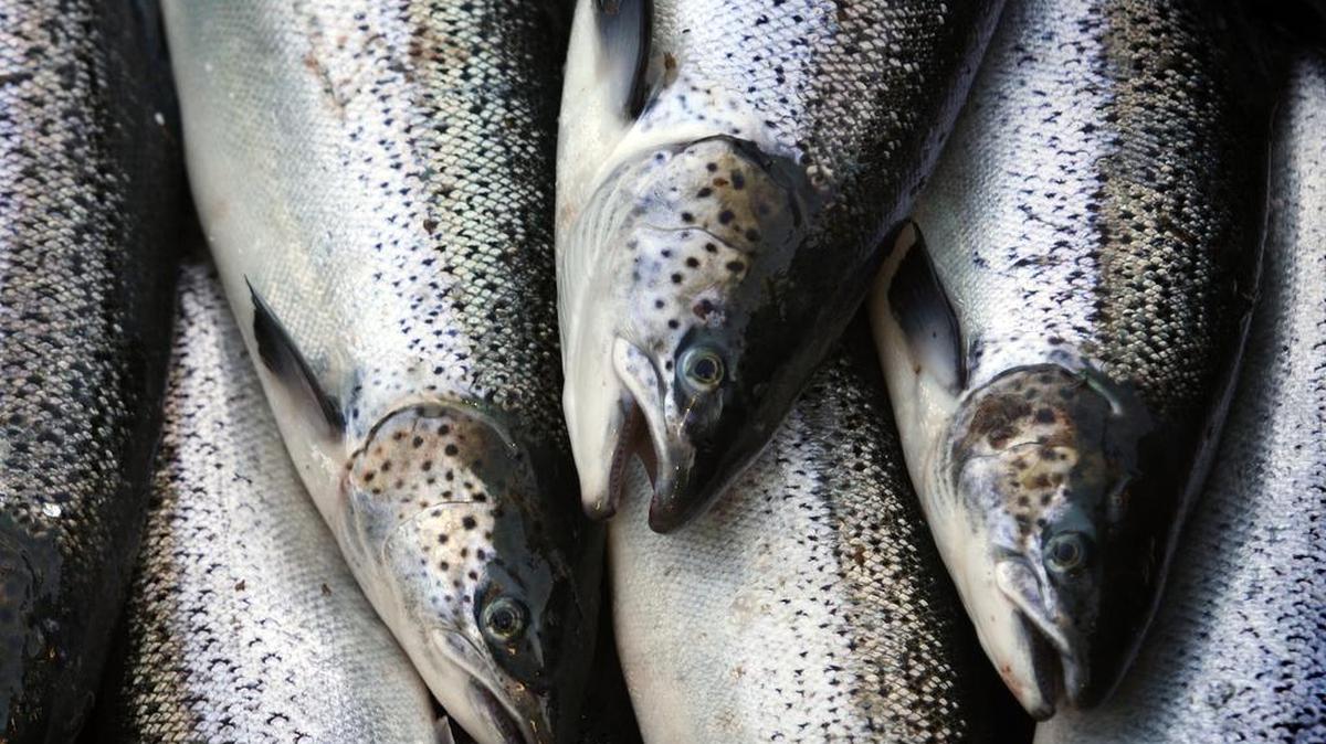 In this Oct. 12, 2008 file photo, farm-raised Atlantic salmon move across a conveyor belt as they are brought aboard a harvesting boat near Eastport, Maine.