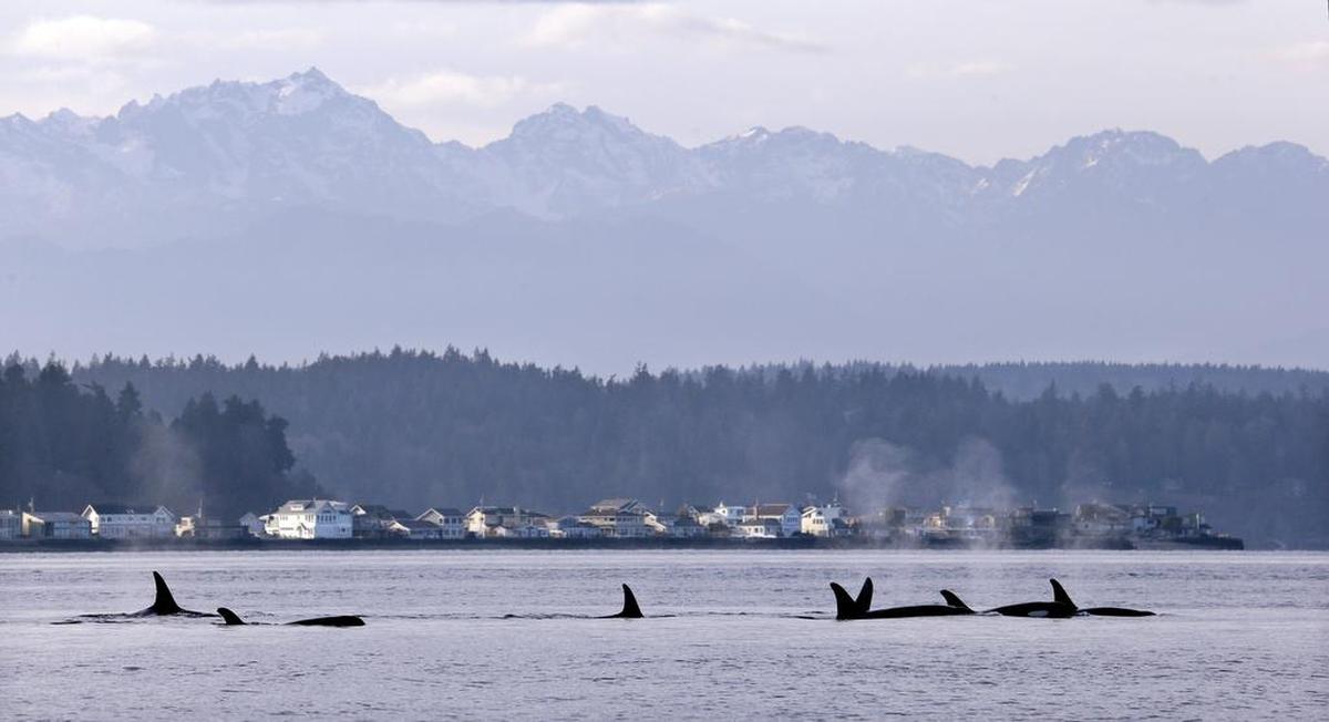 A federal research vessel tracking orcas found the pod in 2014 in view of the Olympic Mountains. The southern resident orcas, the iconic killer whales of Puget Sound, are in decline despite years of efforts at the local and federal level. Their health is linked to Chinook salmon, their main food.