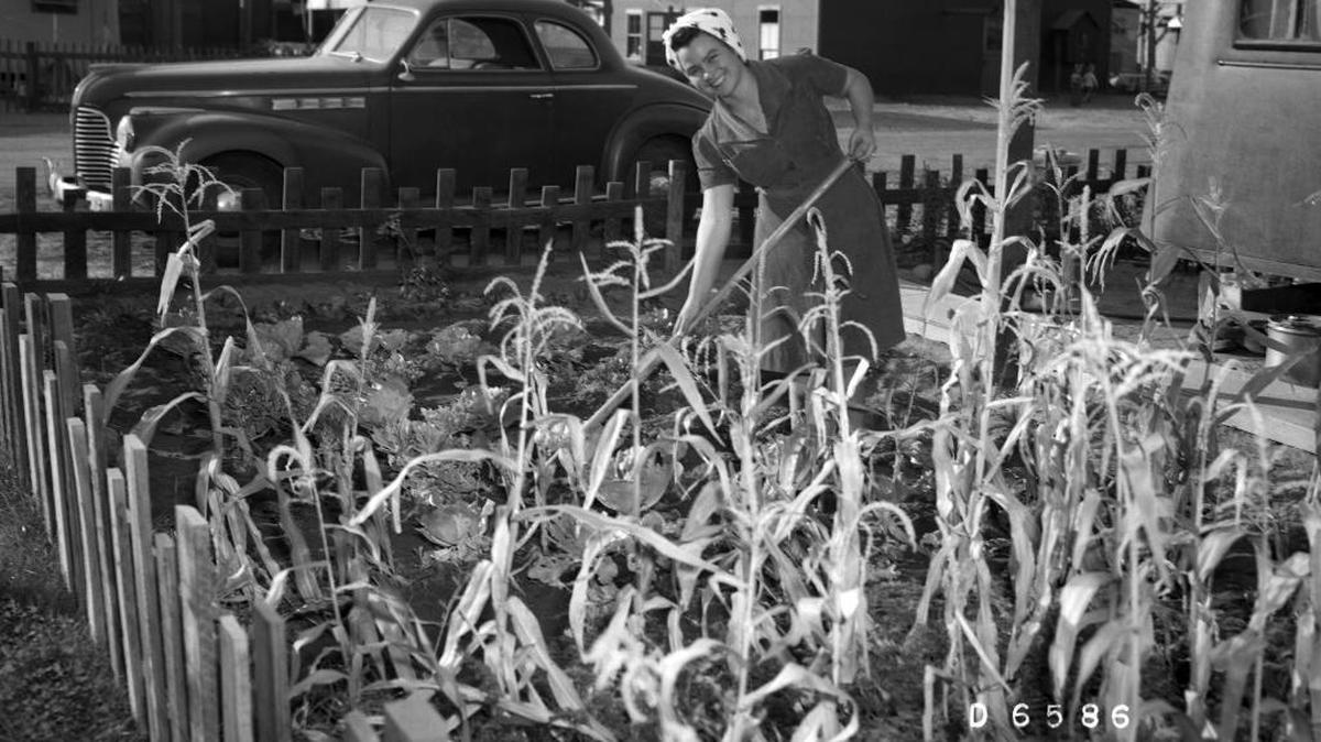 A resident of the Hanford construction camp trailer park tends her garden during World War II.