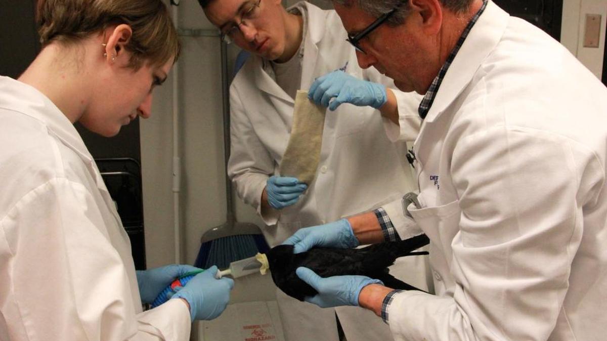 From right, University of Washington professor John Marzluff, graduate student Loma Pendergraft and research technician Marcella Cline sedate a crow on Dec. 16, 2015, before the bird’s brain is scanned at the University of Washington’s medical center in Seattle. The crow was part of research inspecting the bird’s brain activity at the sight of food. UW research has shown crows can recognize individual faces, and pass down through generations whether that face is friend or foe. A recent experiment found that crows are also keen observers of death.