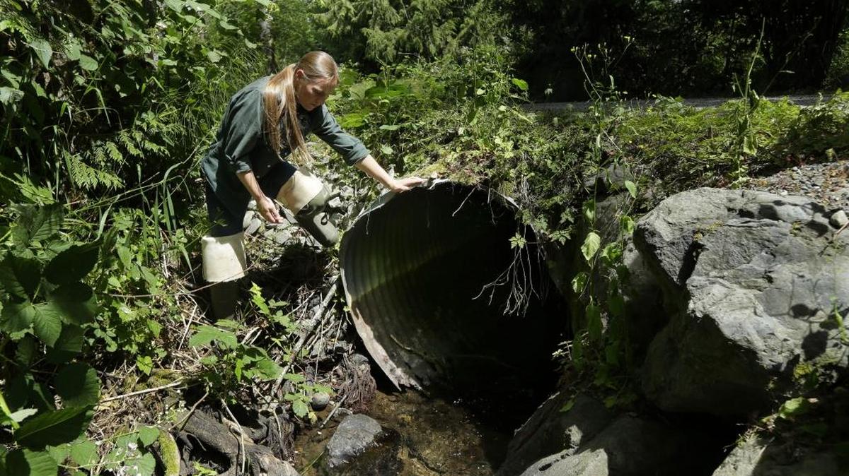 Melissa Erkel, a fish passage biologist with the Washington Department of Fish and Wildlife, looks in June at culvert along the north fork of Newaukum Creek near Enumclaw. The culvert is slated to be replaced by a private land owner with a wider bridge designed to let salmon and other fish pass naturally along the creek.