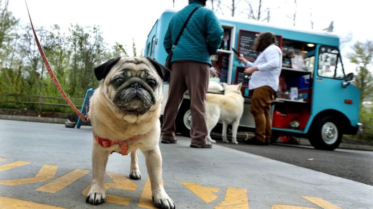 In this April 5, 2016 photo, Stella, a pug owned by Jannelle Harding, of Seattle, waits in line at a food truck specializing in treats for dogs during the lunch hour at the headquarters for the clothing and skateboard retailer Zumiez, in Lynnwood, Wash. The Seattle Barkery serves dogs and their owners at Seattle-area dog parks, office building parking lots, farmer's markets and private events.