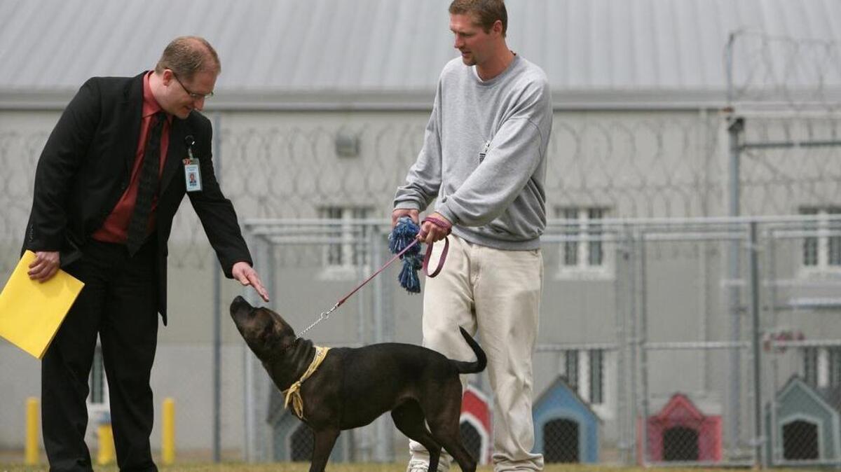 Inmate Brian Funk, right, of Woodinville, introduces his dog Avita to then Department of Corrections spokesman Chad Lewis during a media tour of the Sustainable Prisons Project at the Stafford Creek Correctional Center southwest of Aberdeen in June 2009.