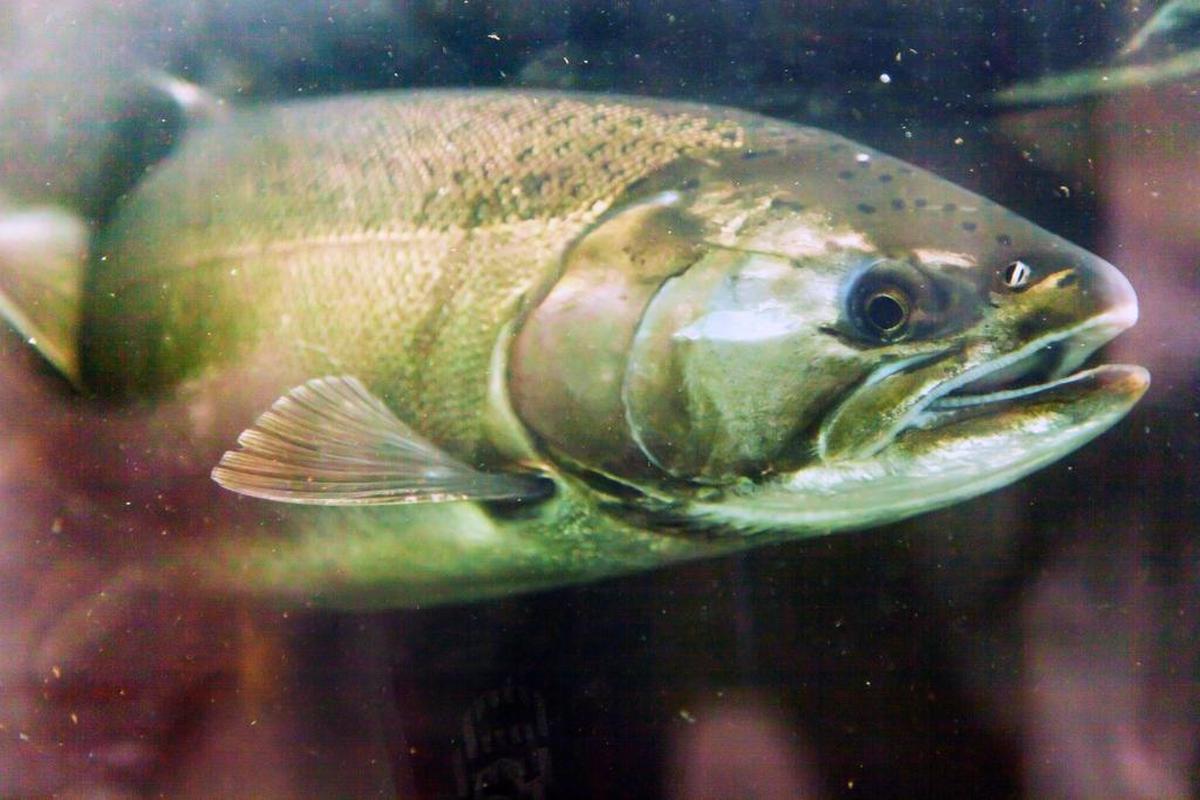 A coho salmon swims in the Issaquah Hatchery. Scientists from the National Oceanic and Atmospheric Administration, Fish and Wildlife Service and WSU are working together as the Puget Sound Stormwater Science Team to study the effects of stormwater runoff on salmon. The stormwater team is asking the public to help track what they call urban runoff mortality syndrome.