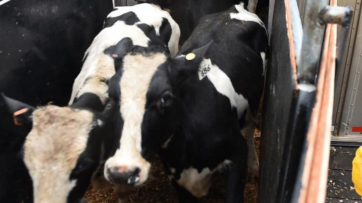 Operations continue Tuesday at the Port of Olympia as 1,400 dairy cows destined for Vietnam are loaded onto the cargo ship Falconia.