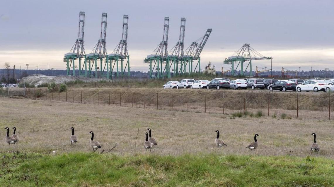 Canada geese forage on the site of the former Kaiser Aluminum smelter. The 125-acre site of a proposed methanol production plant is temporarily being using by Auto Warehousing Company as a Foreign Trade Zone for imported cars.