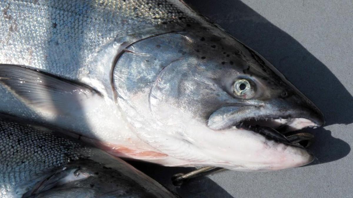 The state Department of Fish and Wildlife met with tribal leaders Tuesday in Shelton, but talks over salmon fisheries reached an impasse, according to a state news release.