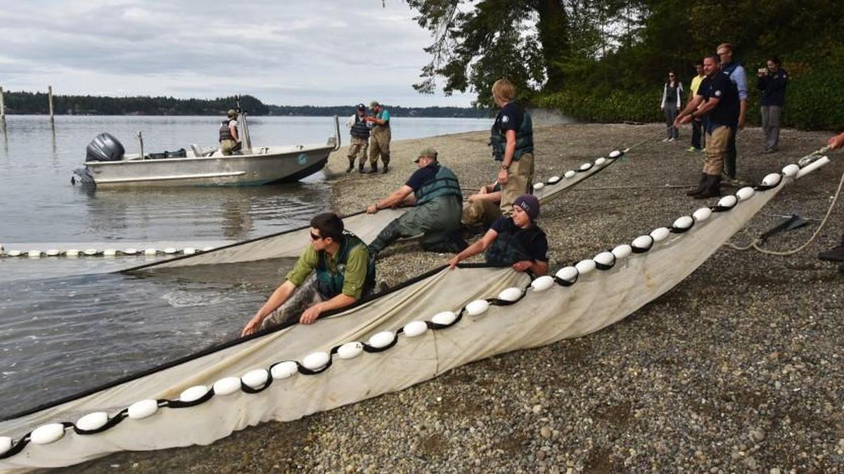 Congressman Denny Heck observes a joint fish-collecting and tagging operation Tuesday by the Washington Department of Fish and Wildlife and the Washington Conservation Corps staff on the beach near Sunset Beach Drive off Eld Inlet.