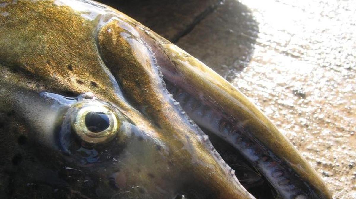 With the failure of the state and treaty tribes to reach an agreement on fishing seasons, salmon fishing in Puget Sound will close Sunday.