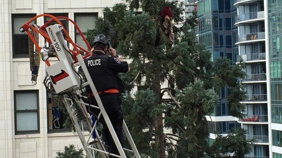 A man is camped out near the top of an 80-foot tree at Fourth Avenue and Stewart Street in downtown Seattle. The Seattle Police Department and Seattle firefighters are trying to get him down, but as of Tuesday afternoon, the man is refusing to leave.