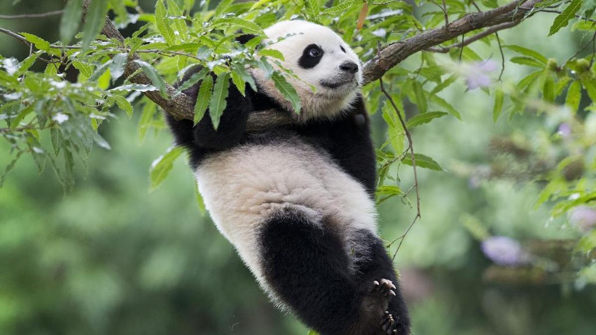 
Panda cub Bao Bao hangs from a tree in her habitat at the National Zoo in Washington in 2014, marking her first birthday. Some people want to bring a pair of pandas to Tacoma’s Point Defiance Zoo.

