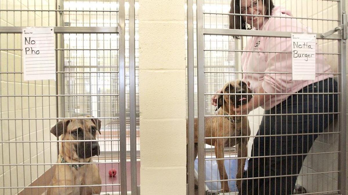 
Elaine Allison, operations manager at Benton-Franklin Humane Society, smiles Monday as she pets Notta Burger. The shelter recently took in four Tosa Inu, a Japanese mastiff, rescued from a South Korean dog meat farm. Until they are able to be adopted, the canines were given some playful names. Watch a video at: www.tricityherald/video.
