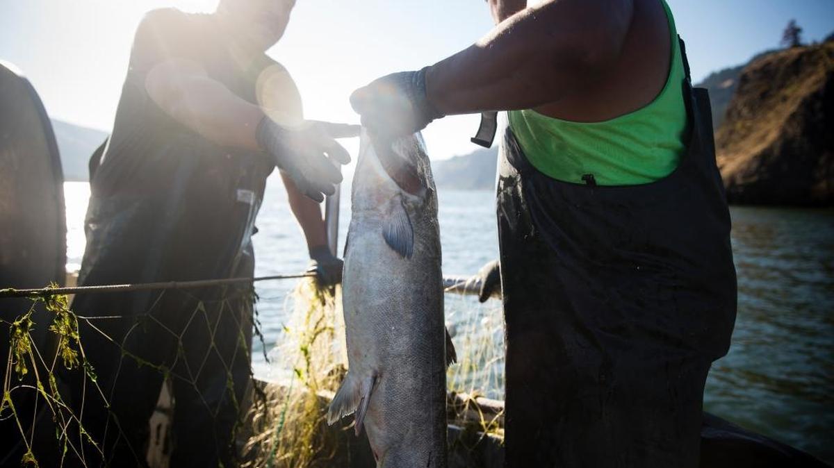Sam George, left, and Howard Wahpat, both tribal fishermen, catch salmon with a gill net on the Columbia River near Mosier, Ore., July 28, 2016. After a major train derailment nearly spilled 47,000 gallons of heavy Bakken crude oil into the Columbia River, the issue of transporting the volatile material across environmentally sensitive areas in the Pacific Northwest moved to front and center in the public debate.