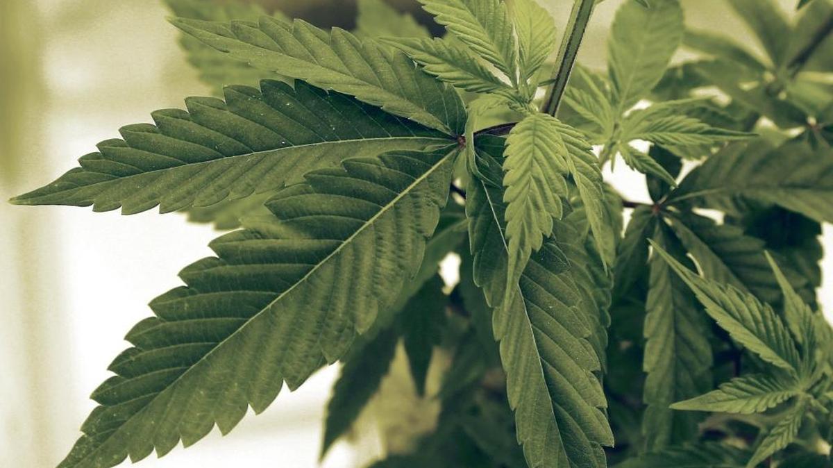 Marijuana plants grow at LifeLine Labs in Cottage Grove, Minn. in 2015.