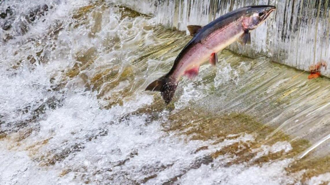 You, too, can help set salmon season priorities in Puget Sound