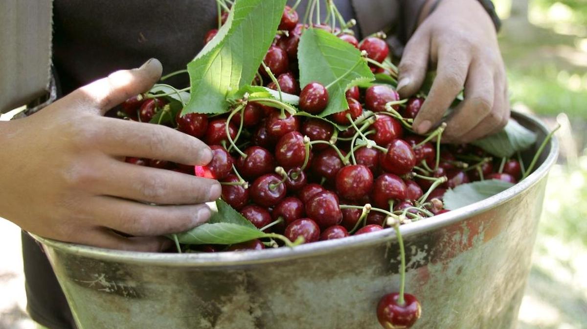 Nervous cherry growers are apparently behind the small number of helicopters reported taking off from the Richland Airport earlier this week.