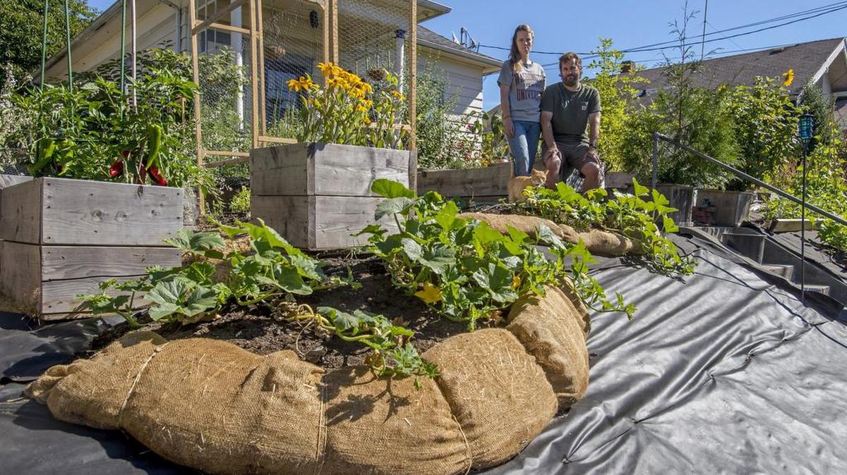 
Straw and burlap make a berm to hold soil for pumpkin plants in the front yard of Jenny Call and Ron Geier’s home. It allows them to make use of the slope for growing while the landscape fabric underneath remains undisturbed and kills off the grass in the covered soil.
