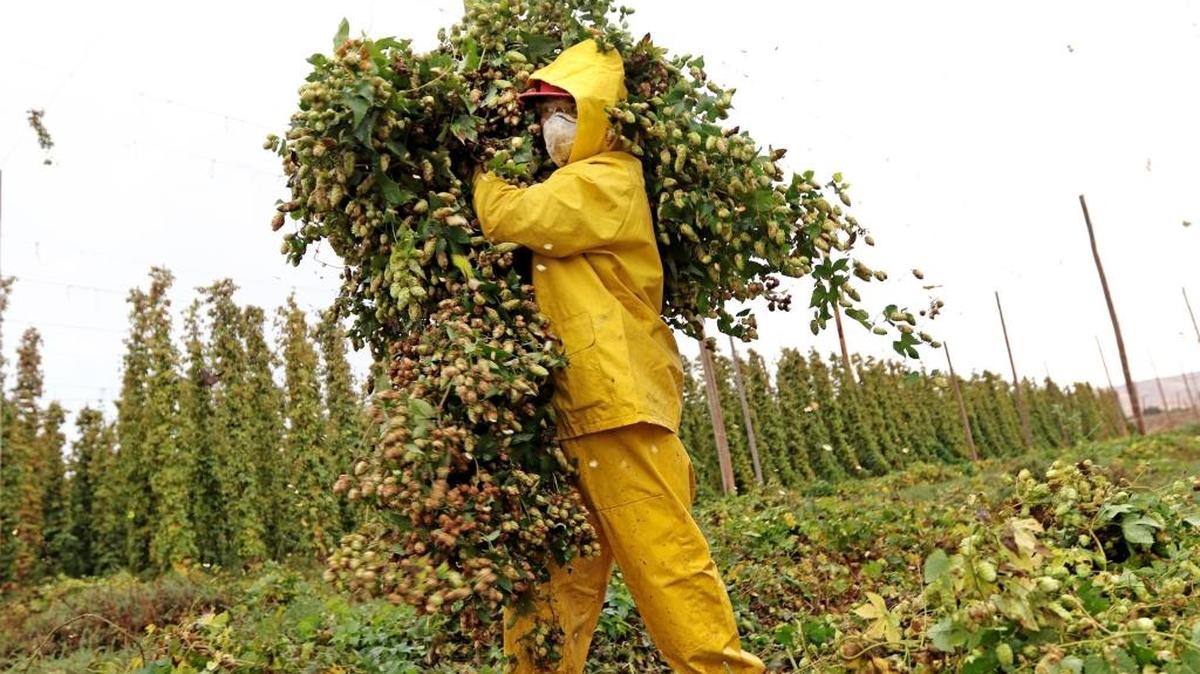 Edgar Silva harvests Tomahawk hops at Loftus Ranches in Washington’s Yakima Valley, on one of the final days of the growing season in 2015. The bitter Tomahawk hops are just one of the varieties grown on the farm’s 950 acres of hops.