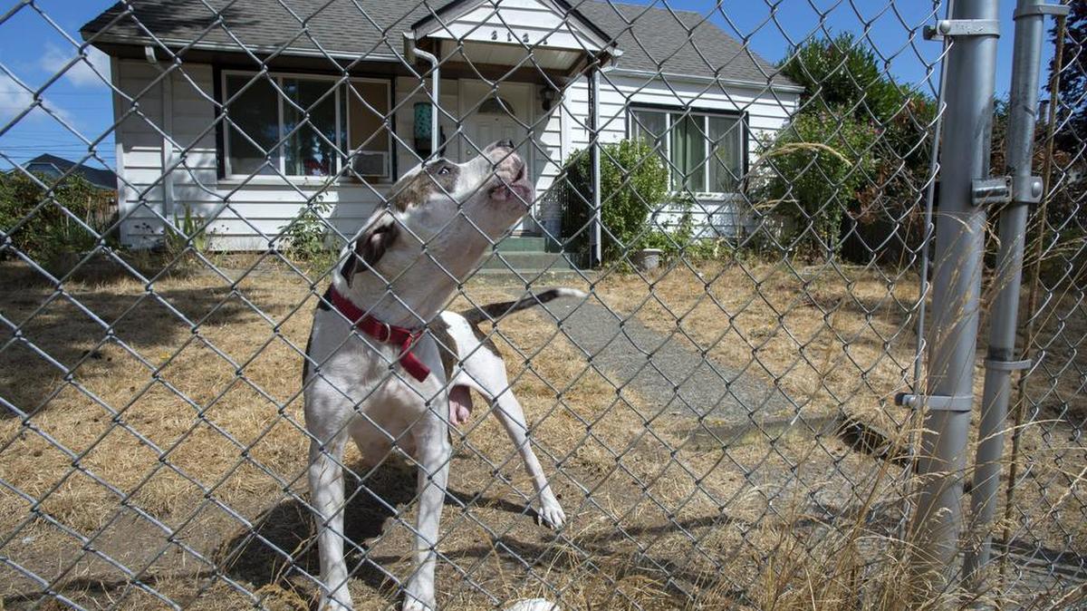 
The mother of 2-year-old who was nearly abducted out of a Tacoma backyard Wednesday said she remains alarmed at the boldness of the would-be-kidnapper. Her dog, SugarBear, guards the front yard of her home in the 3100 block of South 17th Street on Thursday.
