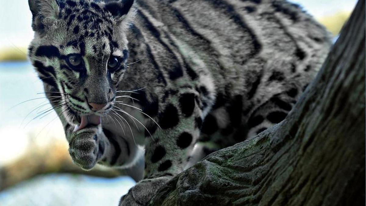 Sang Dao, a clouded leopard at Point Defiance Zoo & Aquarium, gave birth to three cubs on Wednesday.