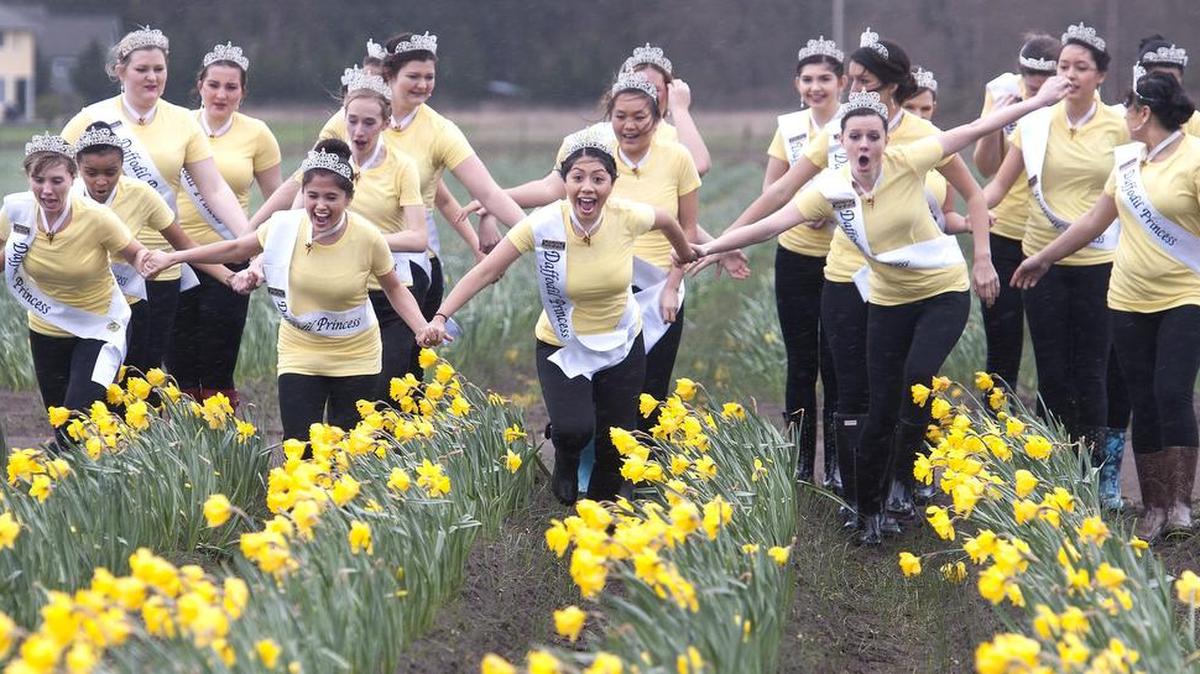 Howling wind, pelting rain and muddy footing made navigating a Knutson Farms field a giddy challenge Sunday for the 2016 Daffodil Festival princesses during the annual photo shoot in Puyallup. Most of the flowers have been harvested because of unseasonably warm temperatures, but the grower left this patch for the girls to frolic in. “It just seems like they’re wanting to bloom earlier and earlier,” Daffodil Festival executive director Steve James said.