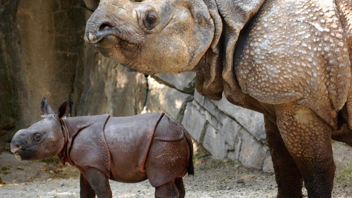 Want to fertilize your garden with giraffe dung? This Seattle zoo is giving you the chance