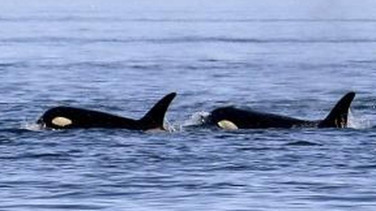 In this photo taken July 31, 2015, four orca whales swim in the Salish Sea near the San Juan Islands. Two young swimmers in New Zealand got an up-close and personal experience with a pair of orca.