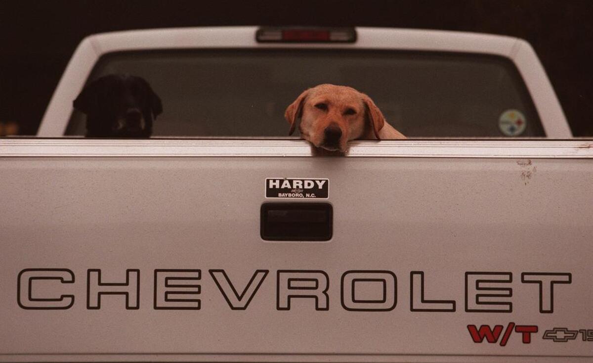 A dog in a pickup bed.
