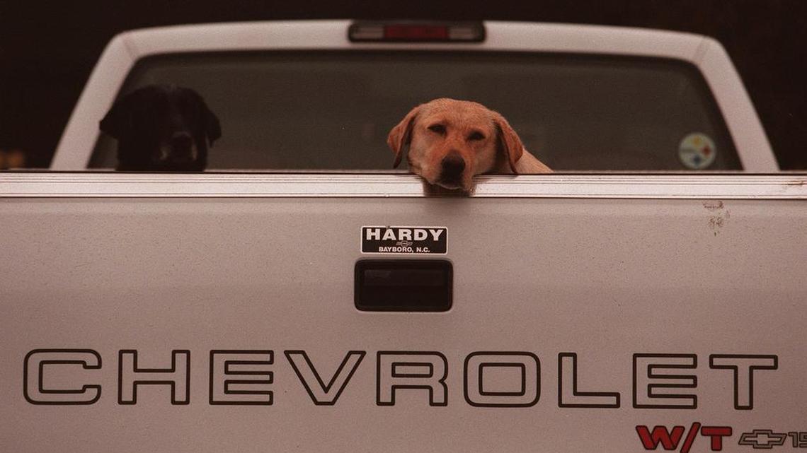 Regardless of whether it’s legal to have a dog (or human) unsecured in a pickup bed, fatality rates double in the back of a truck compared to inside the cab.