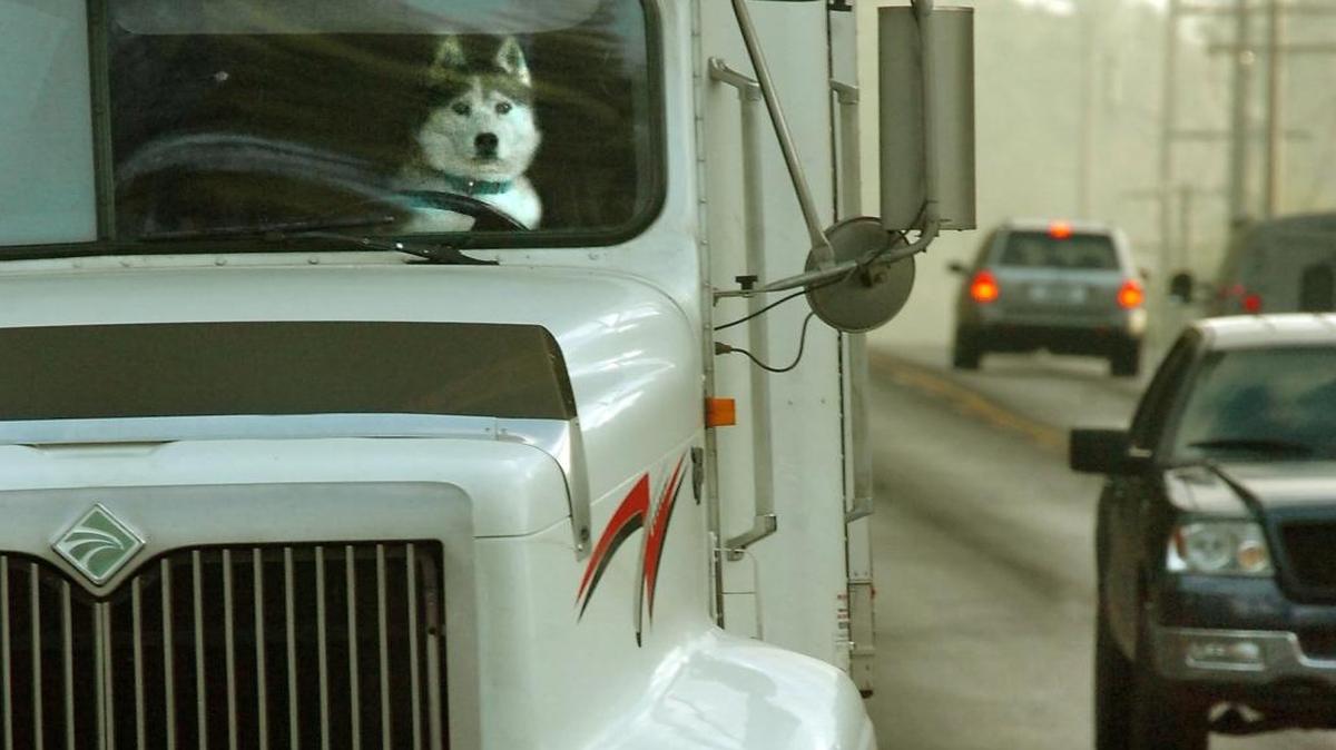 A Malamute looks like he’s getting reaady to drive this parked 18-wheeler on 152nd St. East and 27th Ave. in Tacoma. While it’s fine for a dog to sit in the driver’s seat in a parked car, it’s not safe to have him in your lap while you’re driving.