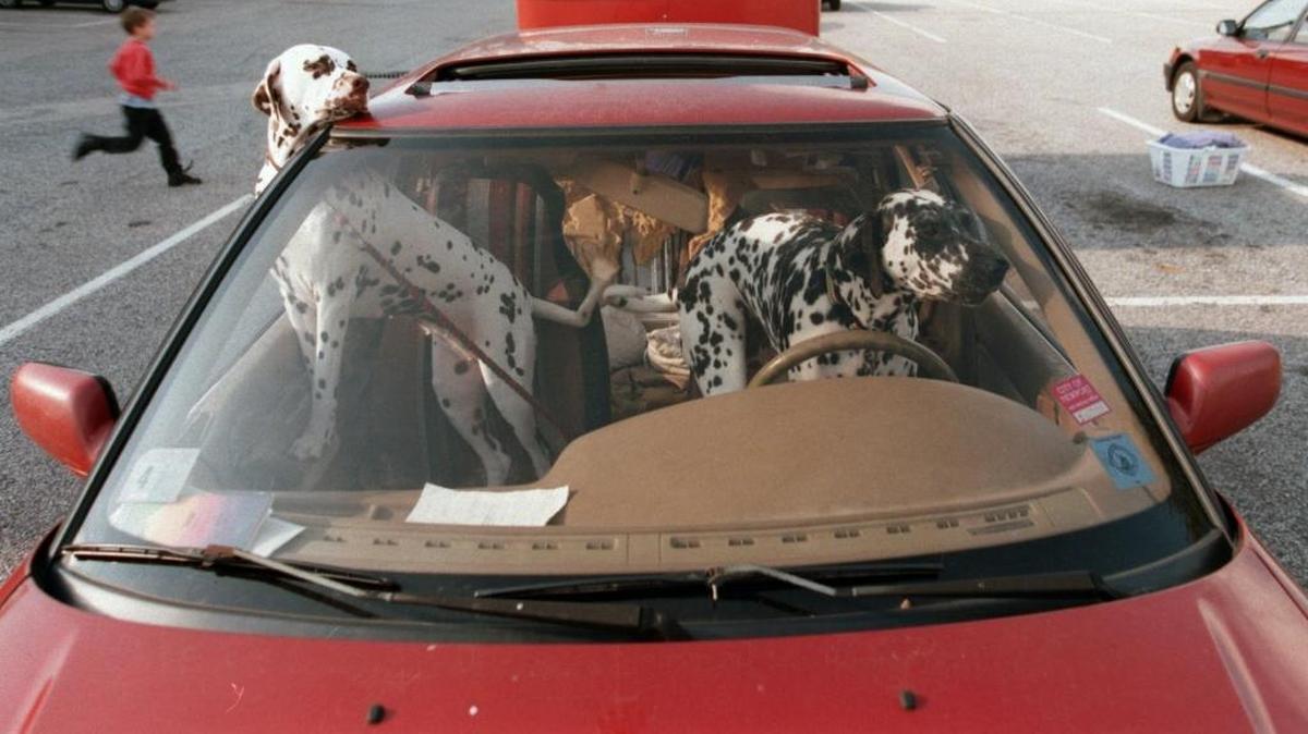 While dogs can be in your car and there is no law in Washington state explicitly forbidding you from driving with one in your lap (quite a challenge if it’s a Dalmatian), it could be considered reckless driving. And if your car crashes, the dog or you could be injured or killed.