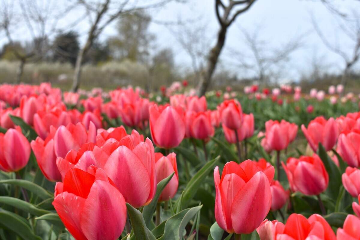 Tulip Town is hosting Easter weekend activities in 2026.